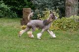 CHIEN NU CHINOIS 206